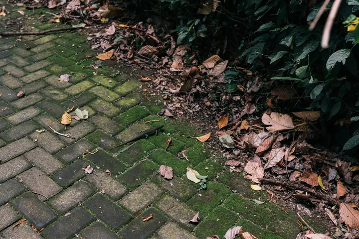 Green algae and moss growing across textured paving with fallen leaves, the conditions that make a driveway slippery in winter